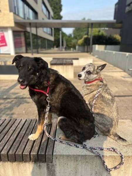 Mowgli - Treuer Schatten 💙