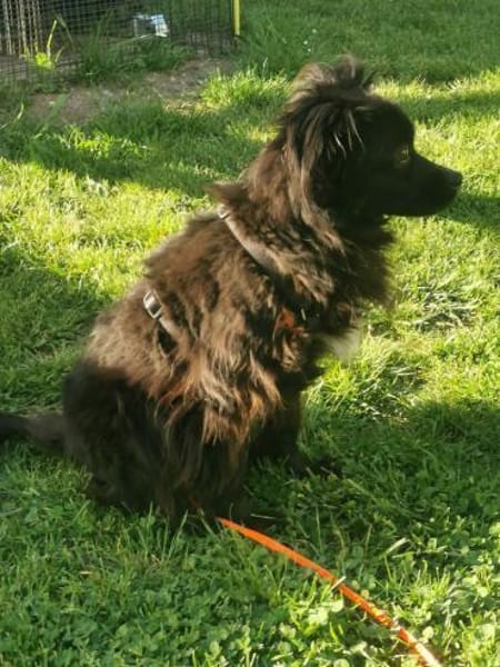 Moki - flauschiger Hundejunge 🍀