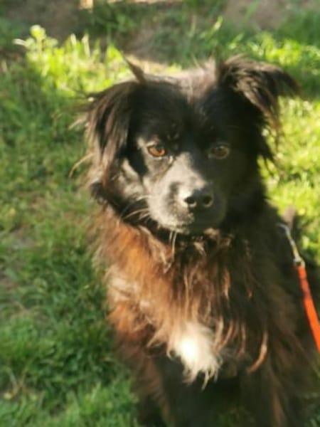 Moki - flauschiger Hundejunge 🍀