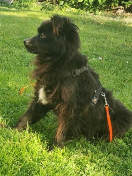 Moki - flauschiger Hundejunge 🍀