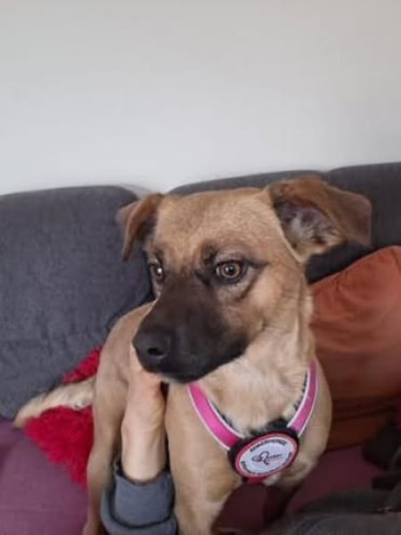 Lexi sucht ihr für immer Zuhause 😍🙏