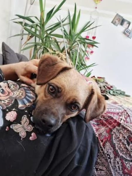 Lexi sucht ihr für immer Zuhause 😍🙏