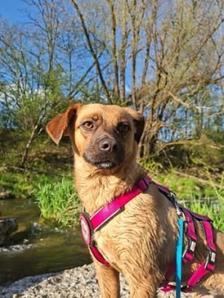 Lexi sucht ihr für immer Zuhause 😍🙏