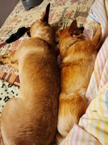 Lexi sucht ihr für immer Zuhause 😍🙏