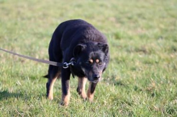 Acantha- freundlich u. verschmust