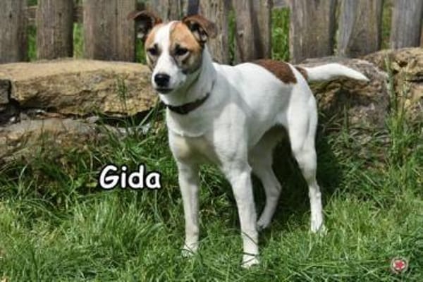 GIDA