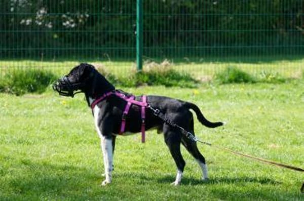 Ikem ein Special Hund sucht ein Zuhause