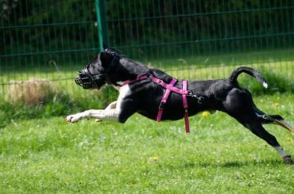 Ikem ein Special Hund sucht ein Zuhause