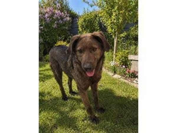 Owe - wartet in 66806 Nalbach