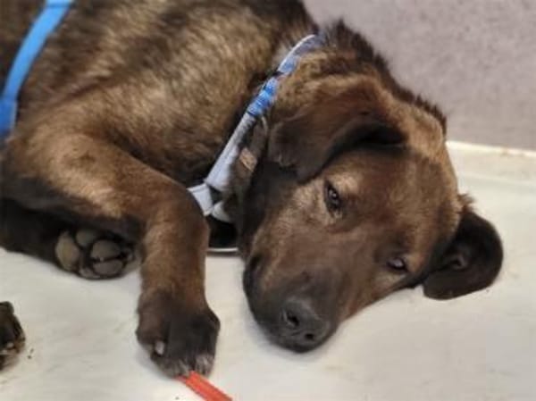 Owe - wartet in 66806 Nalbach