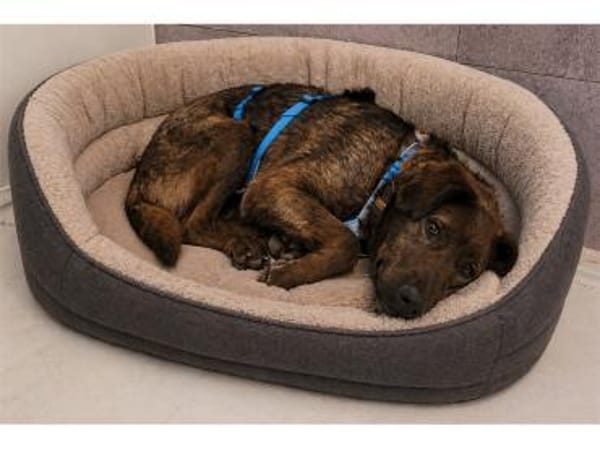 Owe - wartet in 66806 Nalbach