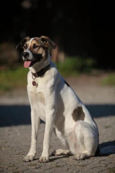 Jetty, neugierig, verspielt, aktiv sucht