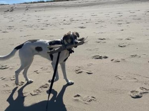Jetty, neugierig, verspielt, aktiv sucht
