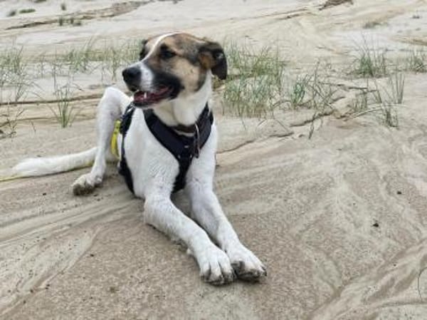 Jetty, neugierig, verspielt, aktiv sucht