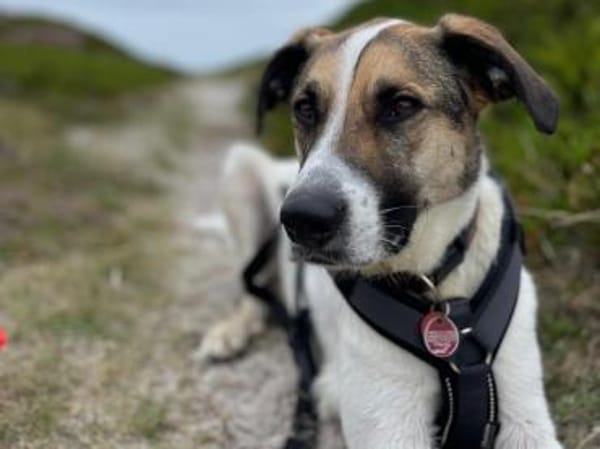 Jetty, neugierig, verspielt, aktiv sucht