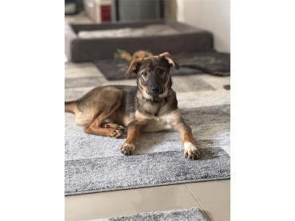 Pouch - wartet in 76477 Elchesheim-Illin