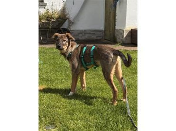 Pouch - wartet in 76477 Elchesheim-Illin
