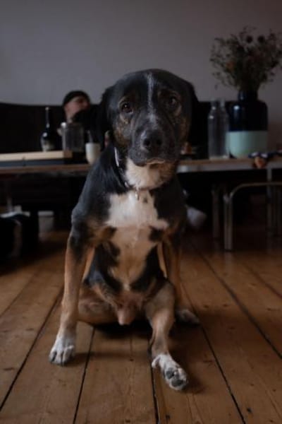 Elian - Toller Herzenshund sucht Zuhause