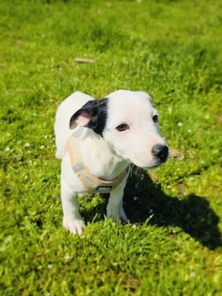 Calimero sucht ein Zuhause