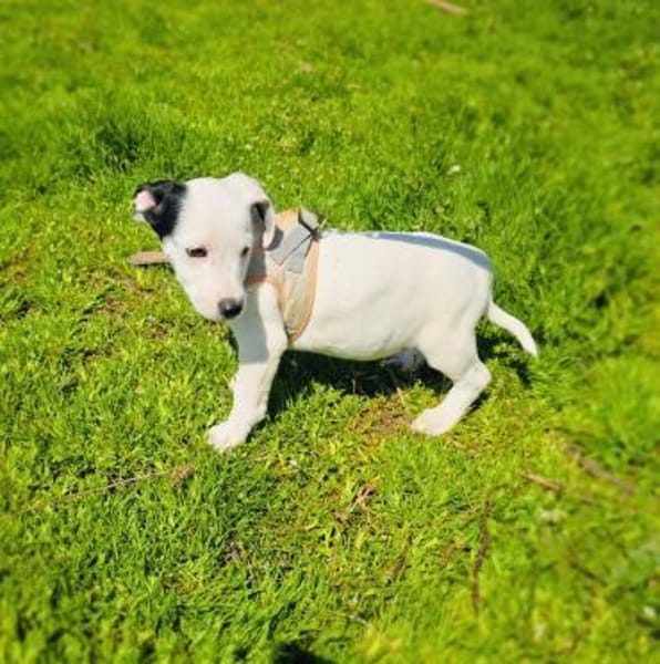 Calimero sucht ein Zuhause