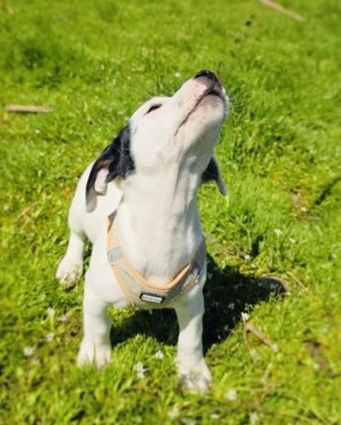 Calimero sucht ein Zuhause