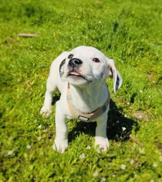 Calimero sucht ein Zuhause