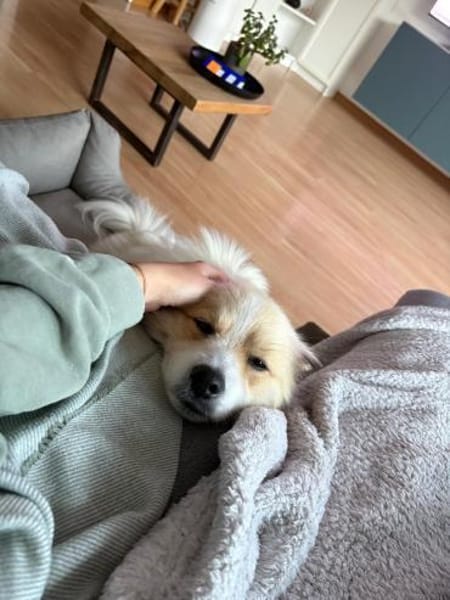 Luke sucht pawfect match!