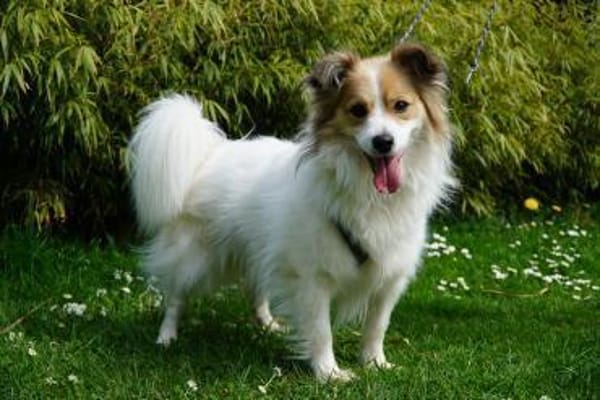 Luke sucht pawfect match!