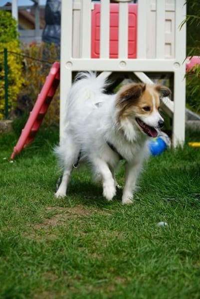 Luke sucht pawfect match!