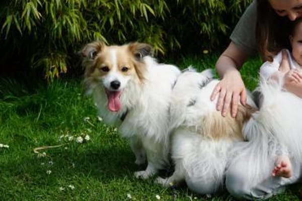 Luke sucht pawfect match!