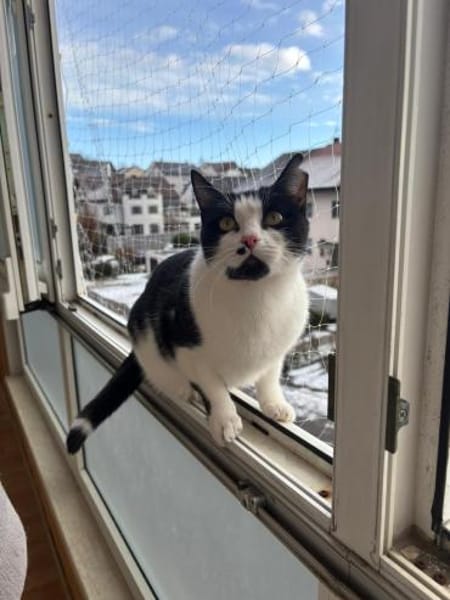 Azrael aus dem Tierschutz