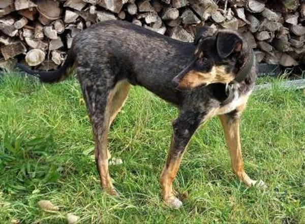 JUPP - auf Pflegestelle in Rüsselsheim