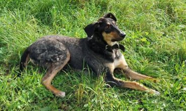 JUPP - auf Pflegestelle in Rüsselsheim