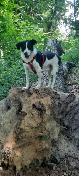 TV-Star Gustav sucht sein Forever Home