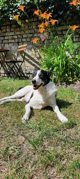 TV-Star Gustav sucht sein Forever Home