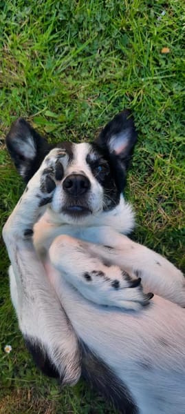 TV-Star Gustav sucht sein Forever Home