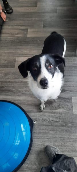 TV-Star Gustav sucht sein Forever Home