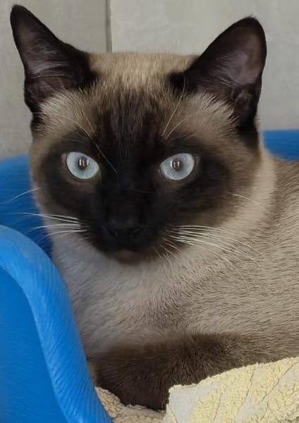 Verschmuste Kater Bronze und Smokey