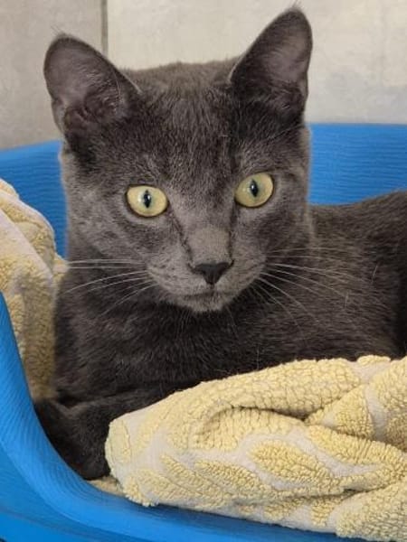 Verschmuste Kater Bronze und Smokey