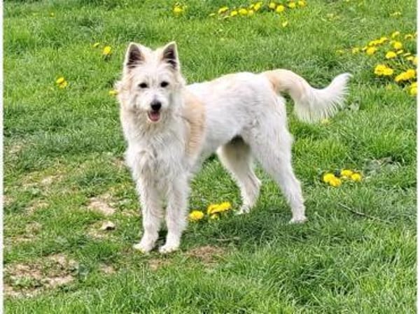 Lumi - wartet in 61250 Usingen