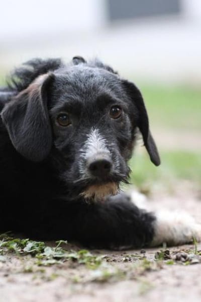 Yasko sucht liebevolle Familie....