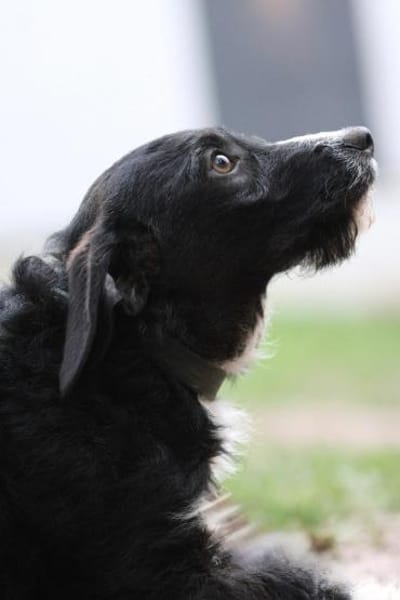 Yasko sucht liebevolle Familie....