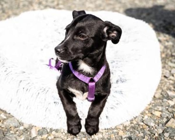 Mausi unsere kleine Schönheit