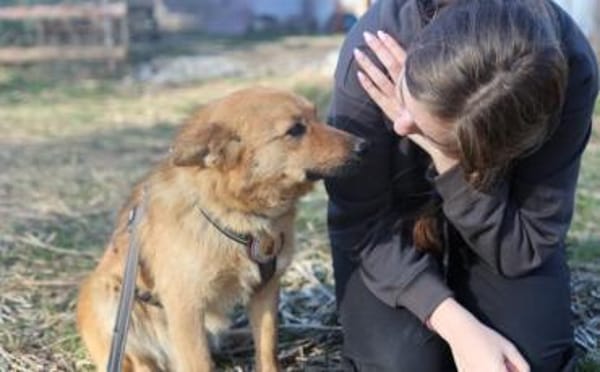 Zuhause gesucht für Dan