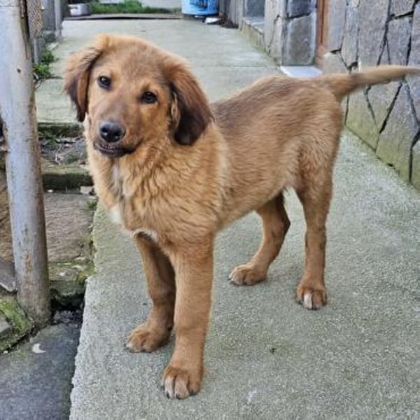 Cookie - Für-Immer-Körbchen gesucht