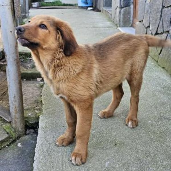 Cookie - Für-Immer-Körbchen gesucht