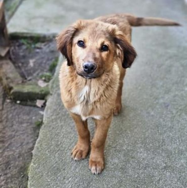 Cookie - Für-Immer-Körbchen gesucht
