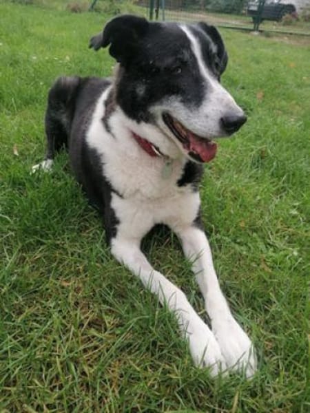 Domino - wachsamer, anhänglicher Kumpel