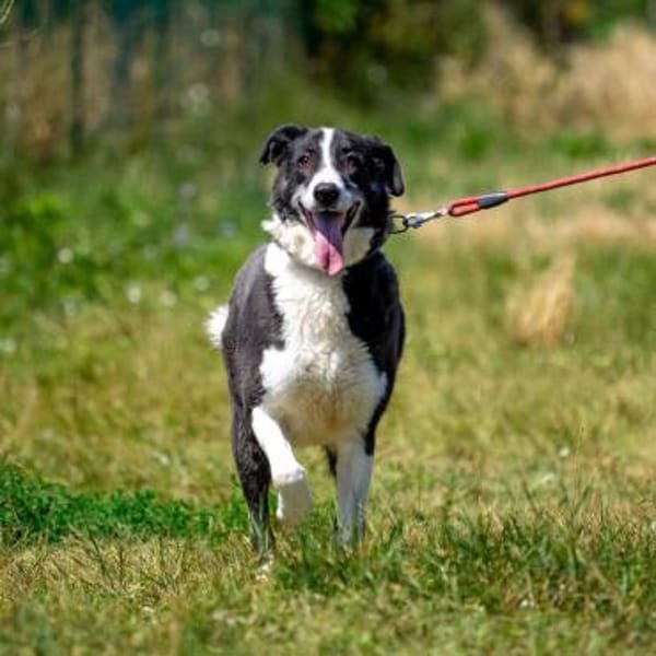 Domino - wachsamer, anhänglicher Kumpel