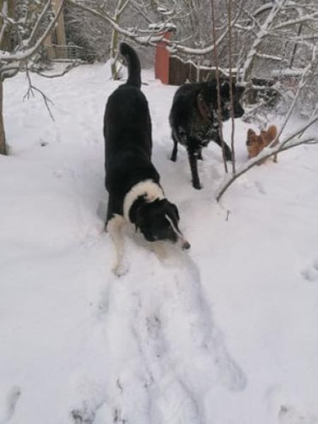 Domino - wachsamer, anhänglicher Kumpel